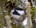 Chickadee Photo and Image. Close-up profile view perched on a pine branch with a blur background in its environment and habitat