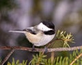 Chickadee Photo and Image. Close-up profile view perched on a tree branch with blur coniferous background in its environment and Royalty Free Stock Photo