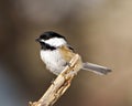 Chickadee Photo and Image. Close-up profile view perched on a twig with blur brown background in its envrionment and habitat