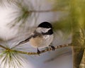 Chickadee Photo and Image. Close-up profile view perching on a coniferous tree branch with blur background in its envrionment and