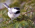 Chickadee Photo and Image. Close-up profile view perching on a coniferous tree branch with blur green background in its Royalty Free Stock Photo