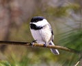Chickadee Photo and Image. Front view perched on a tree branch with blur coniferous background in its environment and habitat Royalty Free Stock Photo