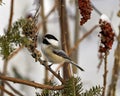 Chickadee Photo and Image. Perched on a stag horn branch with blur background in its environment and habitat.