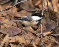 Chickadee photo stock. Chickadee close-up profile view perched on a branch with autumn brown leaves blur background in its