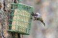 Chickadee reaches in for suet Royalty Free Stock Photo