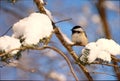 Chickadee