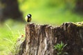 Chickadee sitting on a stump Royalty Free Stock Photo