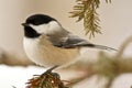 Chickadee In Snow Royalty Free Stock Photo