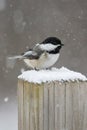 Chickadee in the snow Royalty Free Stock Photo