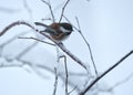 Chickadee in the snow in Alaska Royalty Free Stock Photo