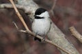 Black Capped Chickadee Royalty Free Stock Photo