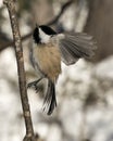 Chickadee Stock Photos. close-up profile view landing on a tree branch with spread wings and with a blur background in its