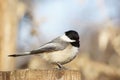 Chickadee on a Stump Royalty Free Stock Photo