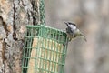 Chickadee on a suet cage Royalty Free Stock Photo