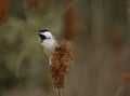 Black-capped Chickadee On Sumac Seeds Pod