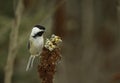 Black-capped Chickadee Perched On Sumac Seeds Pods