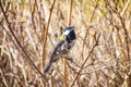 Chickadee Sunny Springtime