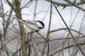 Black Capped Chickadee on a twig. Royalty Free Stock Photo