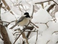 Chickadee in Winter - 2 Royalty Free Stock Photo