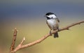 A Chickadee in Winter