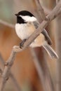 Chickadee Winter Perch Royalty Free Stock Photo