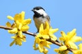 Chickadee With Yellow Flowers Royalty Free Stock Photo