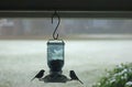 Chickadees on the backyard feeder