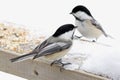 Chickadees feeding in backyard Royalty Free Stock Photo