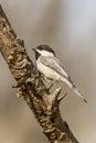 Chickadee disambiguation Royalty Free Stock Photo