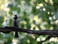 The chickadees sitting on a brach and eating worm