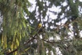 Chickadees sitting on the spruce branch in the forest on sunny day