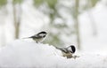 Chickadees in Snow Royalty Free Stock Photo