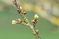 Chickasaw plum (prunus angustifolia) buds