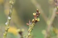 Chickasaw plum (prunus angustifolia) buds