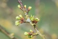 Chickasaw plum (prunus angustifolia) buds