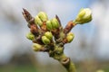 Chickasaw plum (prunus angustifolia) buds