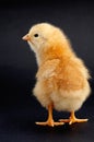 Chicken Royalty Free Stock Photo