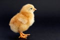 Chicken Royalty Free Stock Photo