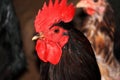 Chicken Royalty Free Stock Photo