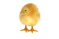 Chicken Royalty Free Stock Photo