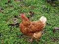 Chicken alone over grass field Royalty Free Stock Photo