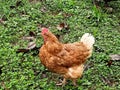 Chicken alone over grass field Royalty Free Stock Photo