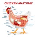 Chicken Anatomy Vector Illustration. Labeled Biological Inner Organs Scheme