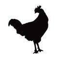 A chicken, animal body silhouette vector