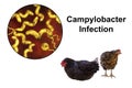 Chicken as the source of Campylobacter infection