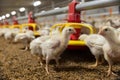 Chicken automatic feeding in close farm, temperature and light control , Thailand