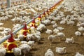 Chicken automatic feeding in close farm, temperature and light control , Thailand