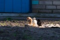 Chicken babies at a yard