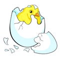 The is chicken baby the egg hatchs. vector illustration Royalty Free Stock Photo