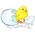 The is chicken baby the egg hatchs. vector illustration Royalty Free Stock Photo